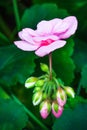 Beautiful pink petal flower and buds against bokeh green leaves background Royalty Free Stock Photo