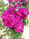 The very Beautiful Pink Petal flower with green leaves.