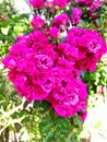 The very Beautiful Pink Petal flower with green leaves.