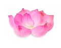 Beautiful pink petal lotus flower Royalty Free Stock Photo