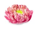 Beautiful pink petal lotus flower isolated on white background Royalty Free Stock Photo