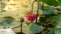 Beautiful pink petals of bud Lotus flower blooming on green leaves in a pond and natural landscaped Royalty Free Stock Photo