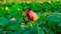 Beautiful pink petals of bud Lotus flower blooming on green leaves in a pond and natural landscaped Royalty Free Stock Photo