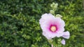 Beautiful Pink petals of Hollyhocks, known as Alcea is flowering plants in mallow family Malvaceae, on blurred green Ficus plant