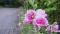 Beautiful pink petals of Hollyhocks, known as Alcea is flowering plants in mallow family Malvaceae, on blurred green Ficus plant