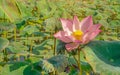 Beautiful pink petals of Lotus flower plant blooming under orange light on green leaves, mist or fog on background Royalty Free Stock Photo