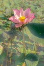 Beautiful pink petals of Lotus flower plant blooming under orange light on green leaves, mist or fog on background and natural Royalty Free Stock Photo