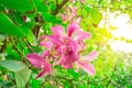 Beautiful pink petals of Purple Bauhinia Orchid tree on blur clouds background, known as Hong kong Orchid Royalty Free Stock Photo