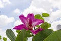 Beautiful pink petals of Purple Bauhinia Orchid tree on blur cloudy background, known as Hong kong Orchid and Buttefly tree Royalty Free Stock Photo