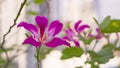 Beautiful pink petals of Purple Bauhinia Orchid tree, known as Hong kong Orchid and Butterfly tree, tropical plant on blur Royalty Free Stock Photo