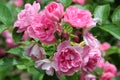 Light pink petals of fragrant roses on healthy bushes in backyard garden