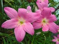 Beautiful pink petals and yellow pollens of rain lily flowers Royalty Free Stock Photo