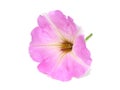 Beautiful pink Petunia flower isolated Royalty Free Stock Photo