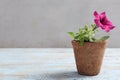 Beautiful pink petunia flower in peat pot on light wooden table against grey background. Space for text Royalty Free Stock Photo