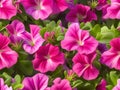 beautiful pink petunia flowers growing in the garden