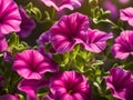 beautiful pink petunia flowers growing in the garden