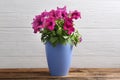 Beautiful pink petunia flowers in plant pot on wooden table against white background Royalty Free Stock Photo