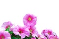 Beautiful Pink Petunias Royalty Free Stock Photo