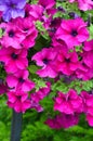 Beautiful pink petunias Royalty Free Stock Photo