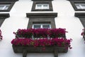 Beautiful pink petunias on the balcony. Flower arrangement and decoration of the balcony with flowers. Royalty Free Stock Photo