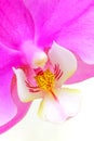 Close up of an elegant pink phalaenopsis moth orchid Royalty Free Stock Photo