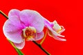 Common pink phalaenopsis blume orchids with bright red background