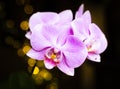 Beautiful pink Phalaenopsis or Moth dendrobium Orchid flower in winter in home on black golden bokeh background. Floral nature Royalty Free Stock Photo