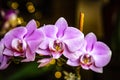 Beautiful pink Phalaenopsis or Moth dendrobium Orchid flower in winter in home on black golden bokeh background. Floral nature Royalty Free Stock Photo