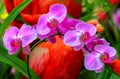 Beautiful and vibrant pink phalaenopsis orchids Royalty Free Stock Photo
