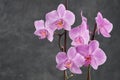 Beautiful pink Phalaenopsis orchid flower. Luxury Orchidea Royalty Free Stock Photo