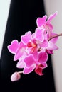 Beautiful pink phalaenopsis orchid flowers on a black and white background Royalty Free Stock Photo