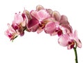 Beautiful pink phalaenopsis orchid flowers, isolated on white background Royalty Free Stock Photo