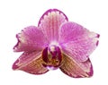 Beautiful pink phalaenopsis orchid flowers, isolated on white background Royalty Free Stock Photo