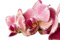 Beautiful pink phalaenopsis orchid flowers, isolated on white background Royalty Free Stock Photo