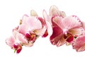 Beautiful pink phalaenopsis orchid flowers, isolated on white background Royalty Free Stock Photo