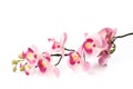 Beautiful pink Phalaenopsis orchid flowers, isolated on white background - Image Royalty Free Stock Photo