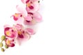 Beautiful pink Phalaenopsis orchid flowers, isolated on white background - Image Royalty Free Stock Photo
