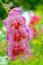 Beautiful pink phalaenopsis orchids