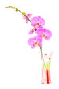 Beautiful pink phalaenopsis orchids in a crystal vase