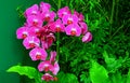 Beautiful pink phalaenopsis orchids in tropical garden