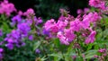 Beautiful pink phlox flowers growing in a backyard garden in summer. Pretty flowering plants flourishing and blooming in Royalty Free Stock Photo