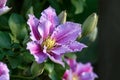Beautiful pink Piilu clematis flowers in summer cottage garden Royalty Free Stock Photo