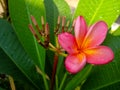 Beautiful pink plumeria flower after the rain Royalty Free Stock Photo