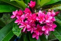 Beautiful Pink Plumeria flowers with rain drops Royalty Free Stock Photo