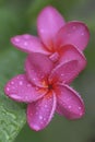 Beautiful pink Plumeria  flowers with rain drops. Royalty Free Stock Photo