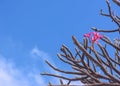 Beautiful pink plumeria is growing without other flowers or leaves with blue sky and white cloud as background.