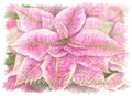 Merry Christmas Pink Poinsettia Watercolor Card Painting