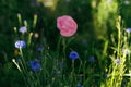 Beautiful pink poppy and cornflowers in wild countryside garden. Blooming wildflowers in sunny summer meadow. Biodiversity and Royalty Free Stock Photo