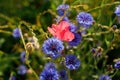 Beautiful pink poppy and cornflowers in wild countryside garden. Blooming wildflowers in sunny summer meadow. Biodiversity and Royalty Free Stock Photo