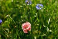 Beautiful pink poppy flower in wild countryside garden. Blooming wildflowers in sunny summer meadow. Biodiversity and landscaping Royalty Free Stock Photo